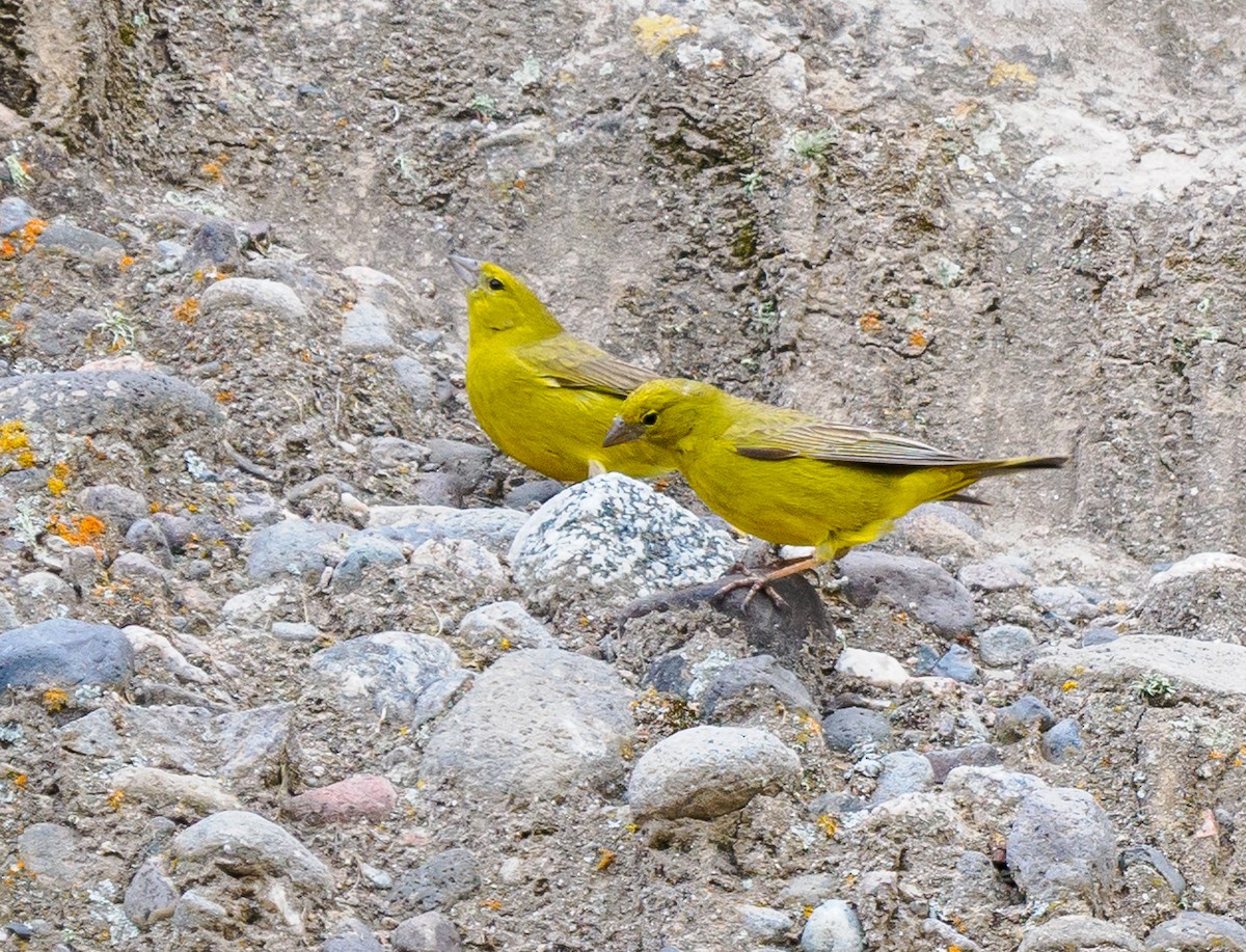 Greenish Yellow-Finch - ML530909001