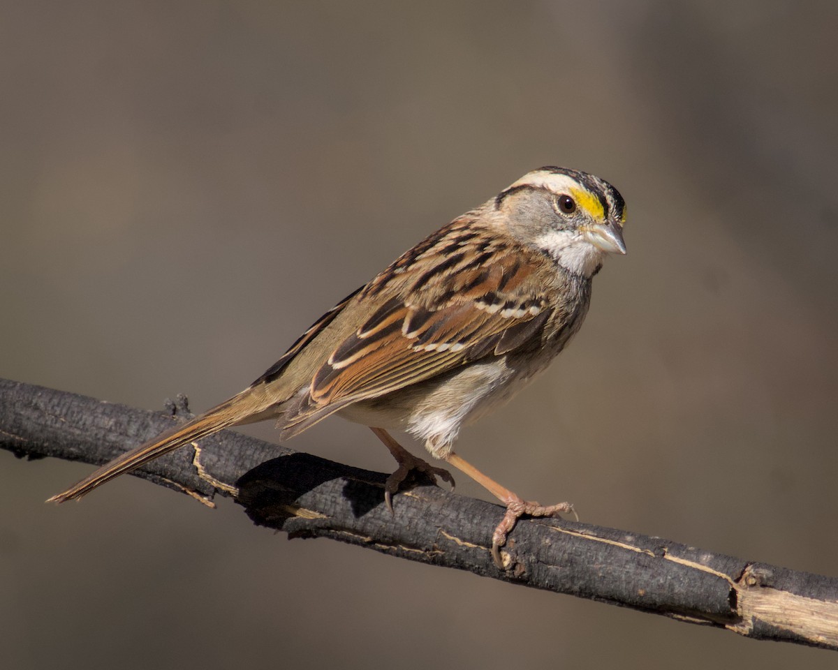 White-crowned Sparrow - ML530909101
