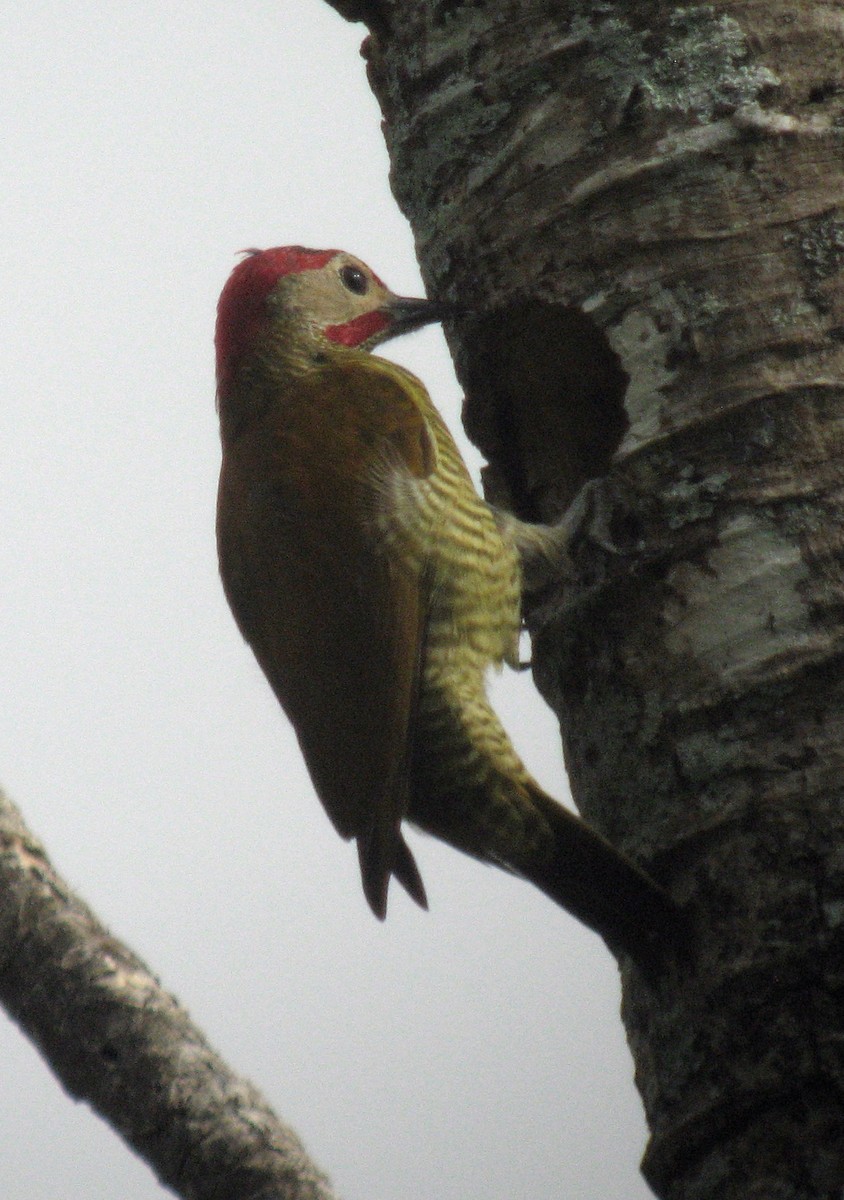 Golden-olive Woodpecker (Golden-olive) - John Drummond