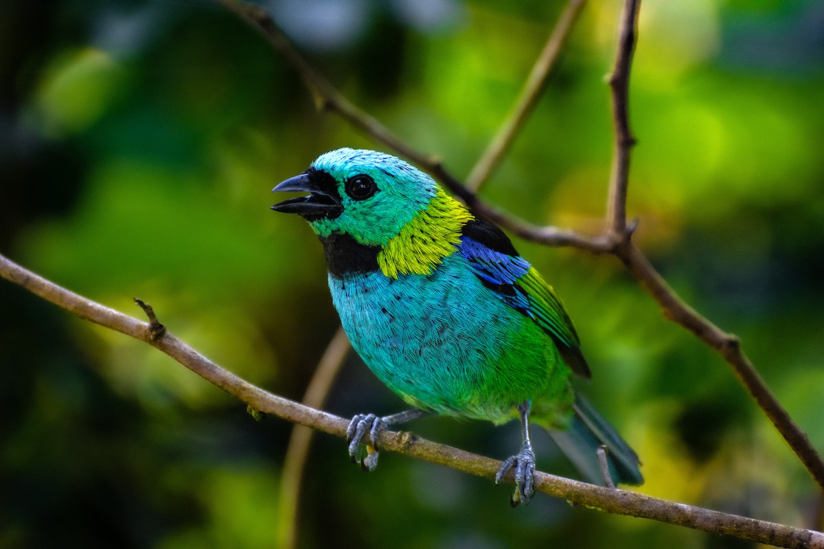 Green-headed Tanager - ML530909721
