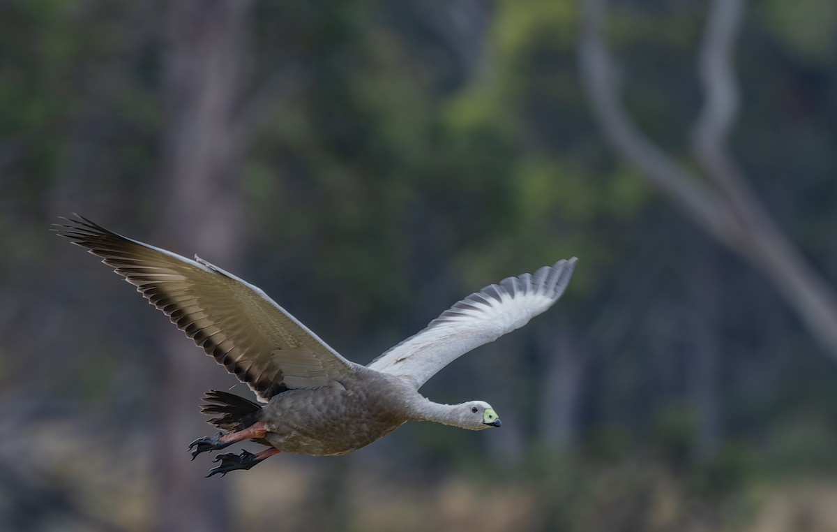 Cape Barren Goose - Geoff Dennis