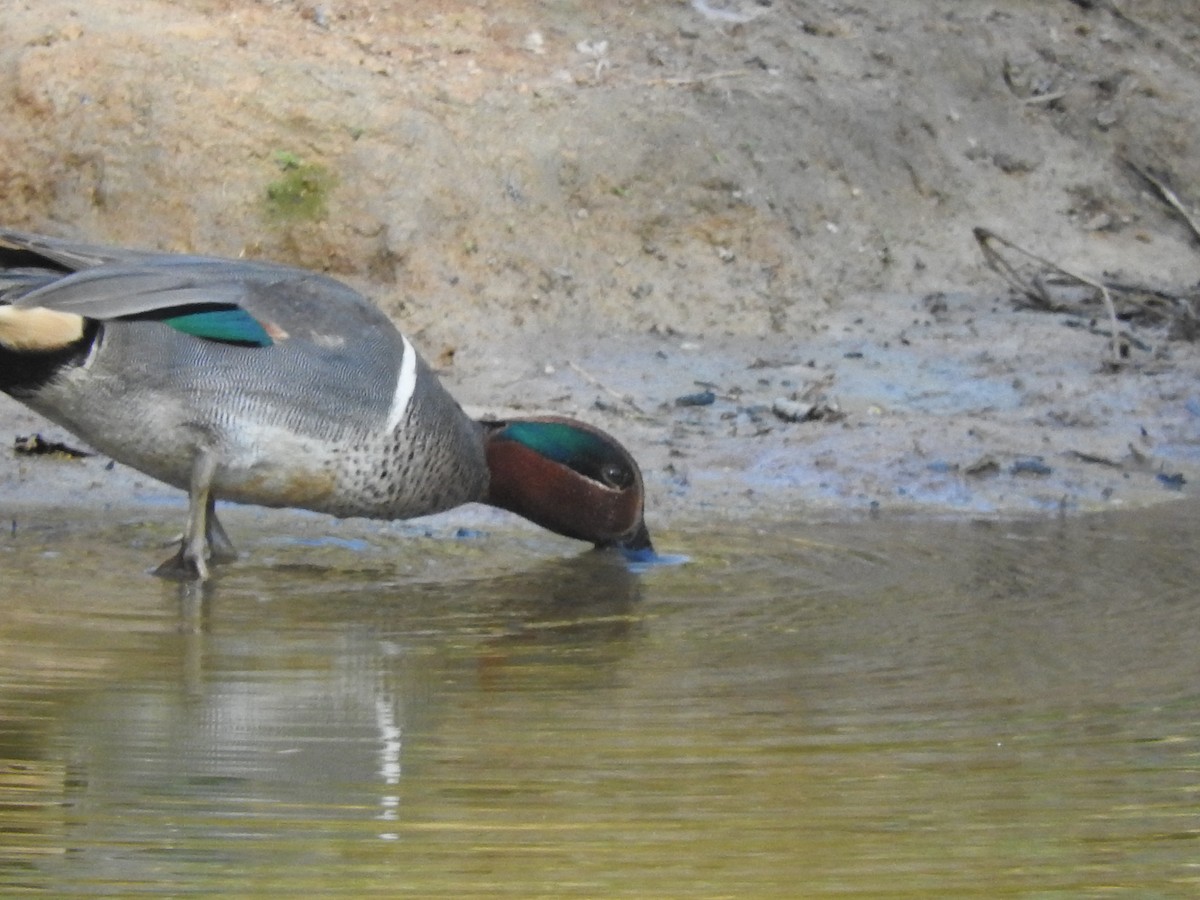Green-winged Teal - ML530911041