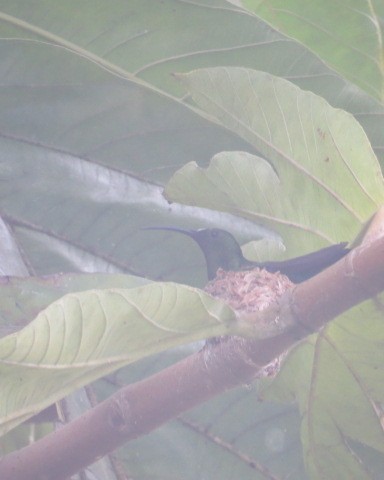Зеленогрудый колибри - ML530912401