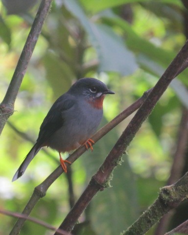 Rufous-throated Solitaire (Rufous-throated) - Paul Rodewald