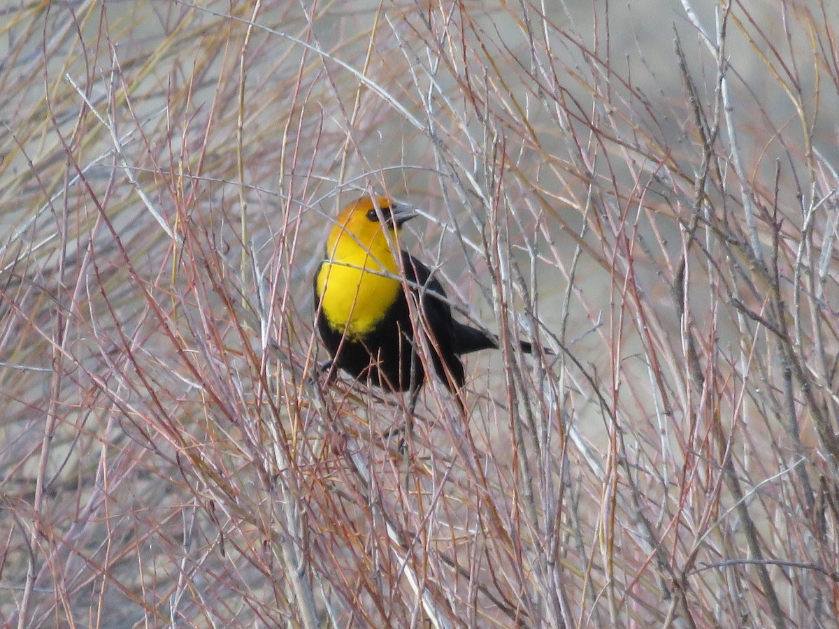 Yellow-headed Blackbird - ML53091491