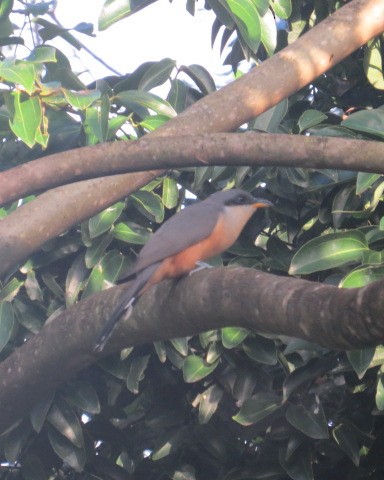 Mangrove Cuckoo - Paul Rodewald