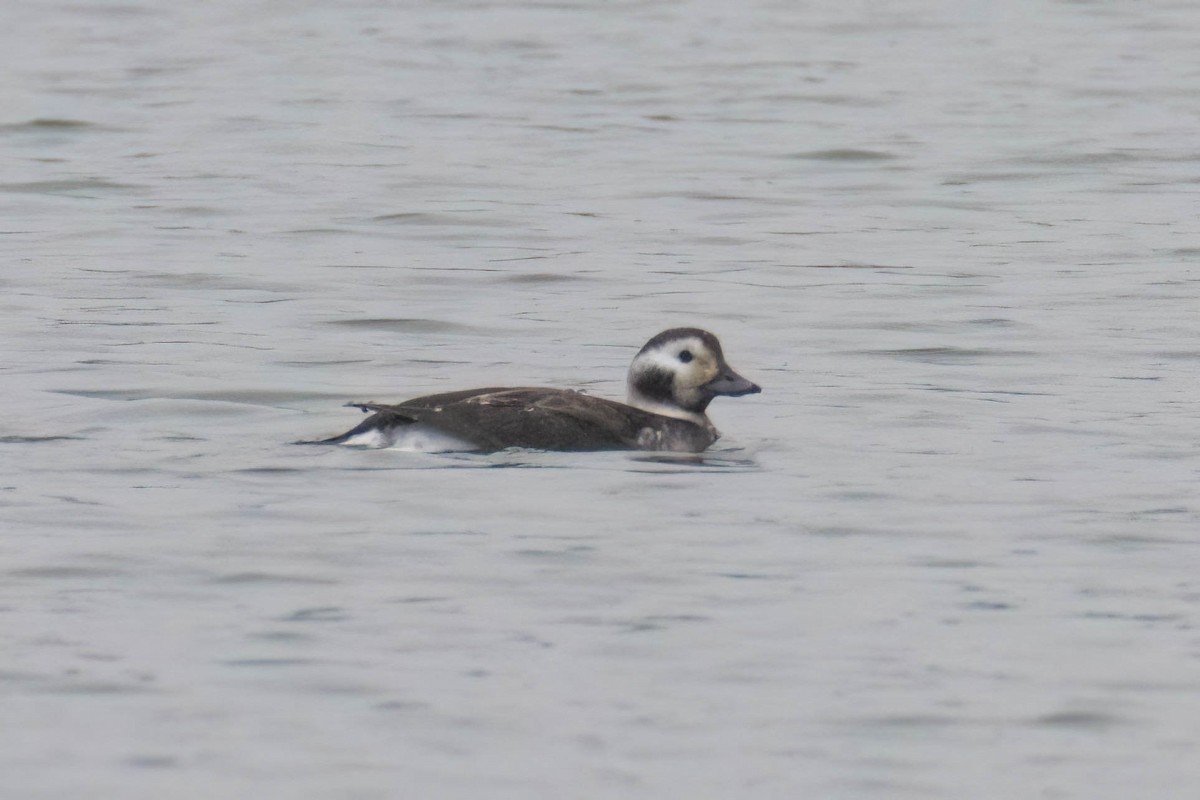 Long-tailed Duck - ML530926561