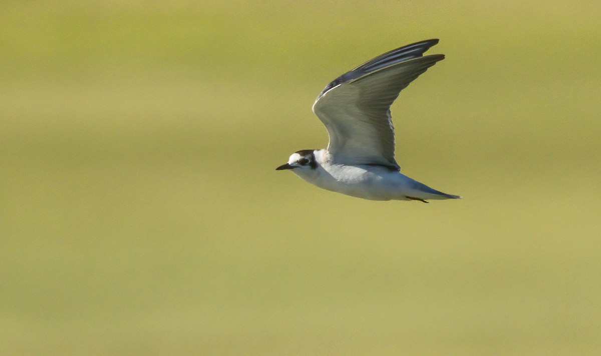 White-winged Tern - ML530928021