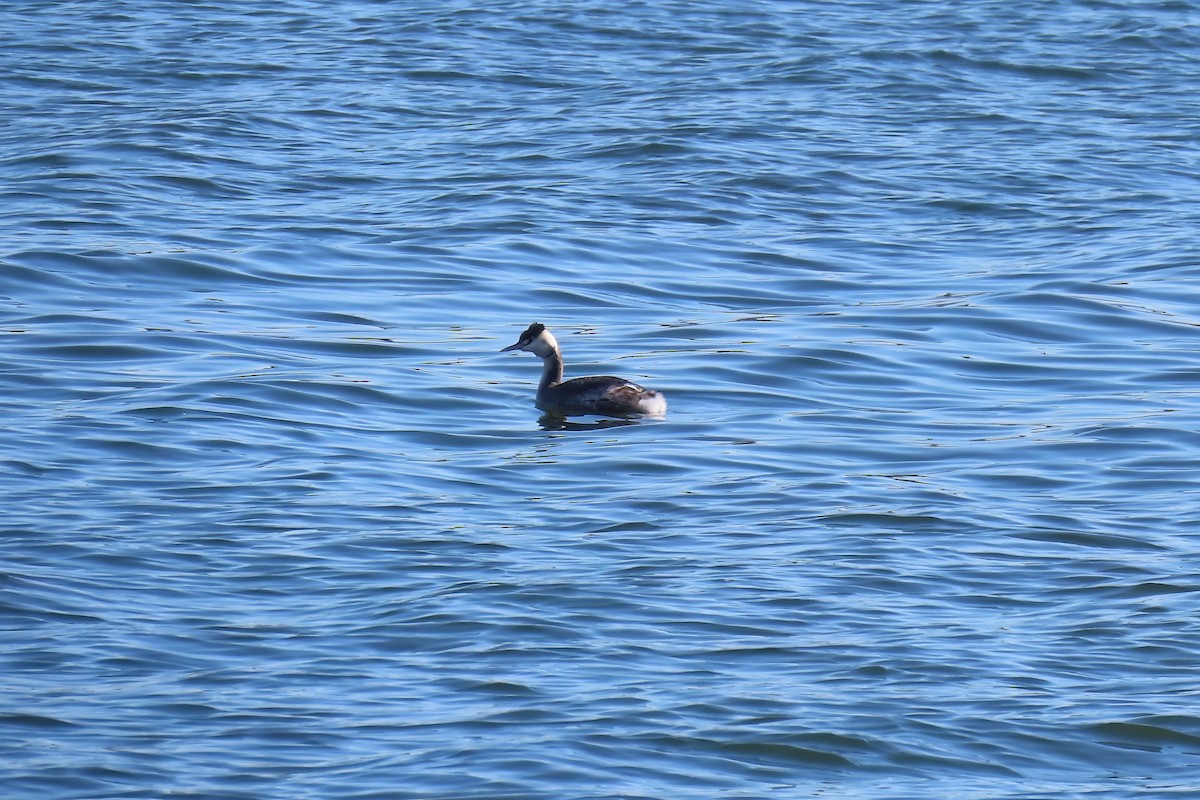Great Crested Grebe - ML530929501