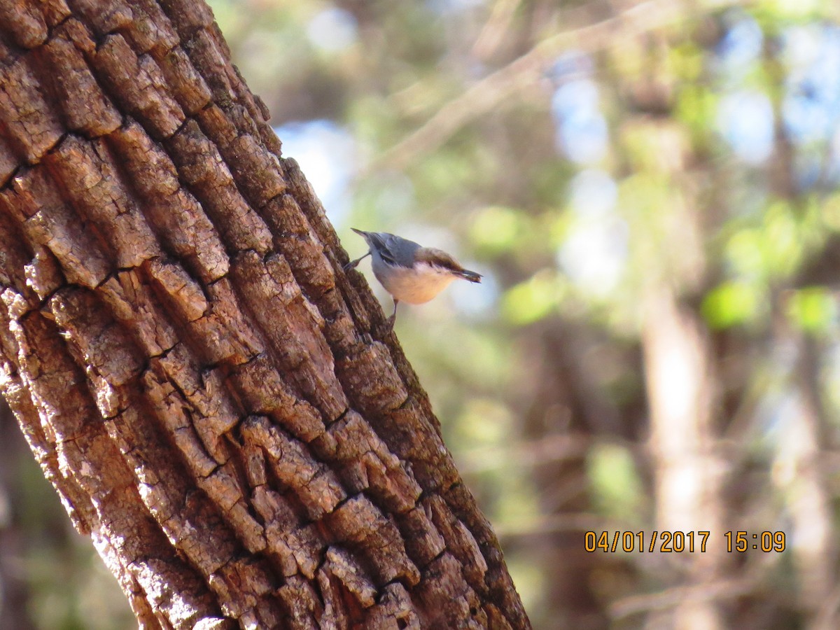 Brown-headed Nuthatch - Michael Robertson