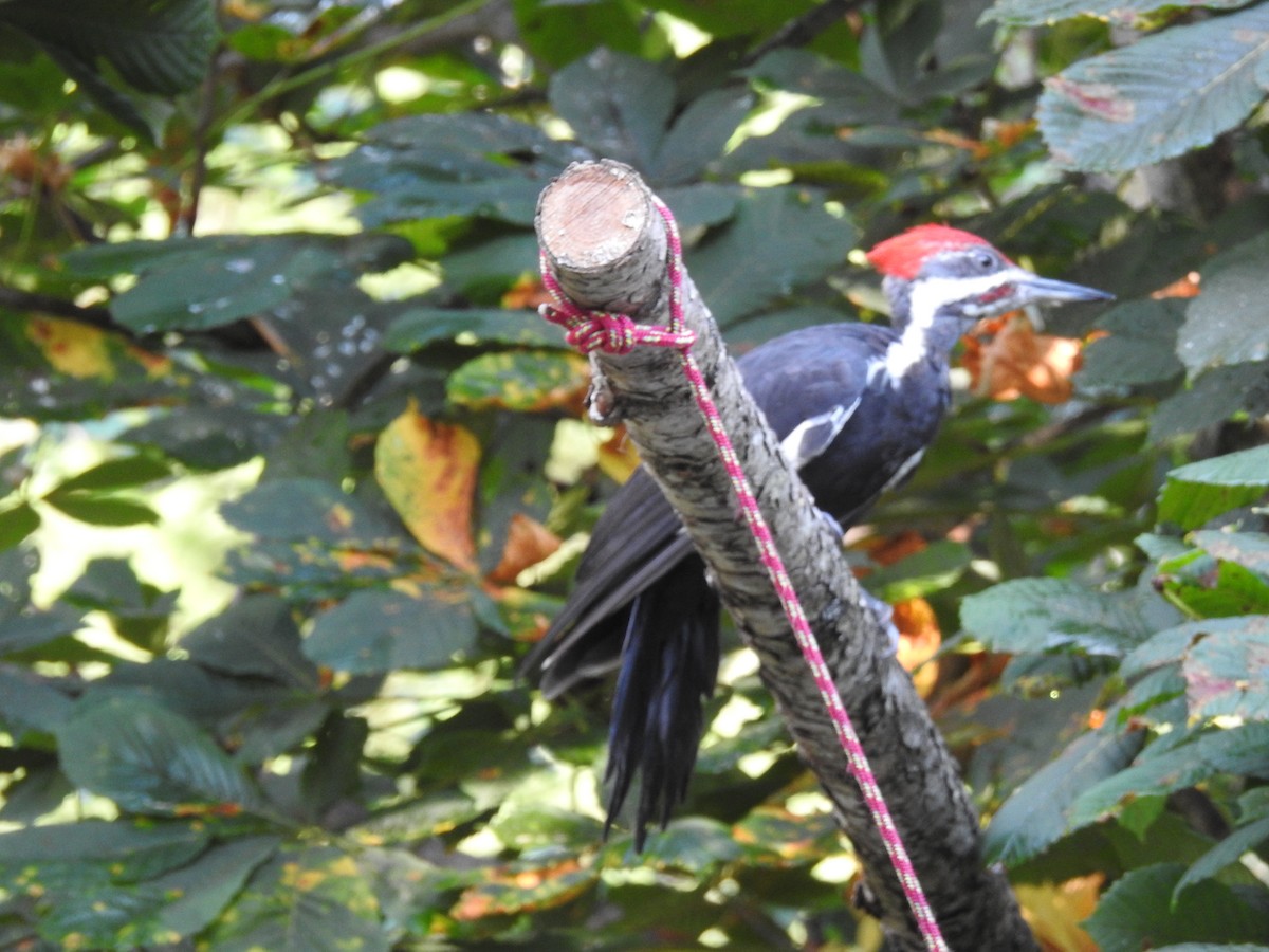 Pileated Woodpecker - ML530932931