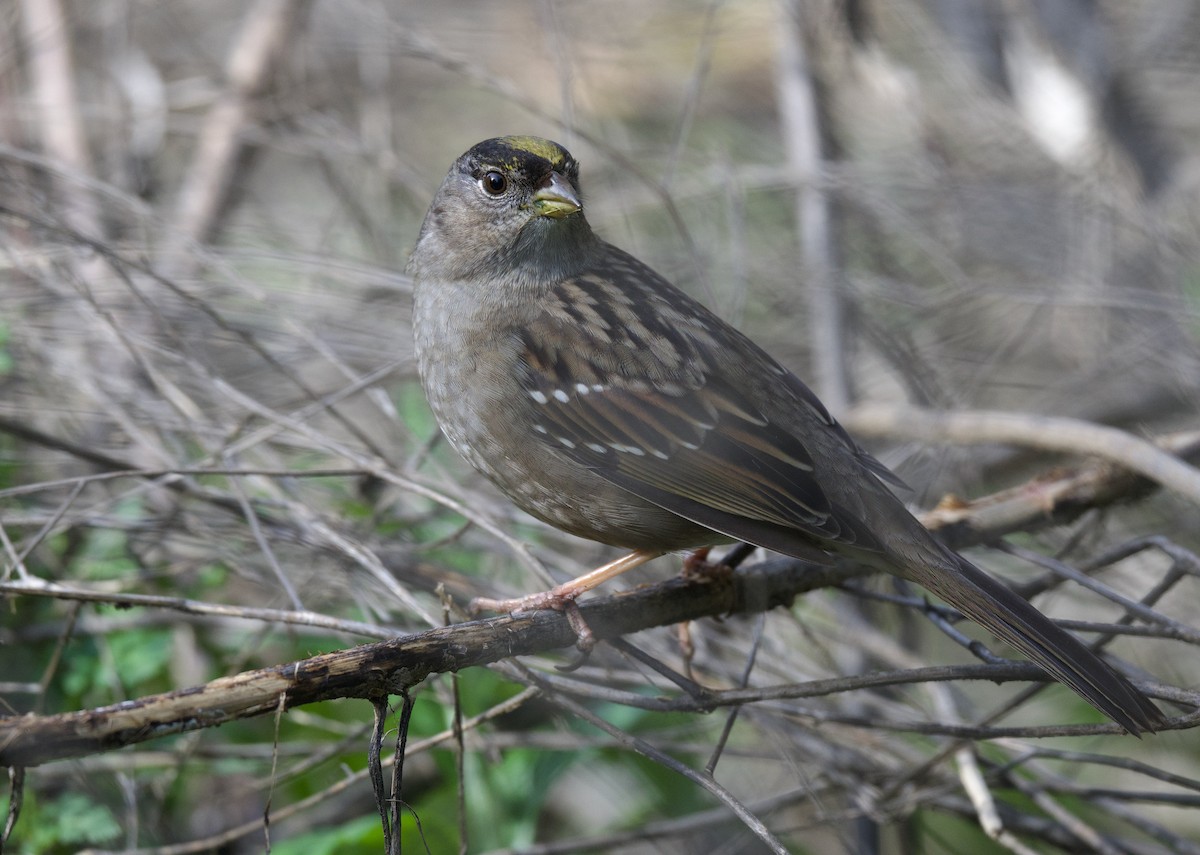 Golden-crowned Sparrow - ML530933031