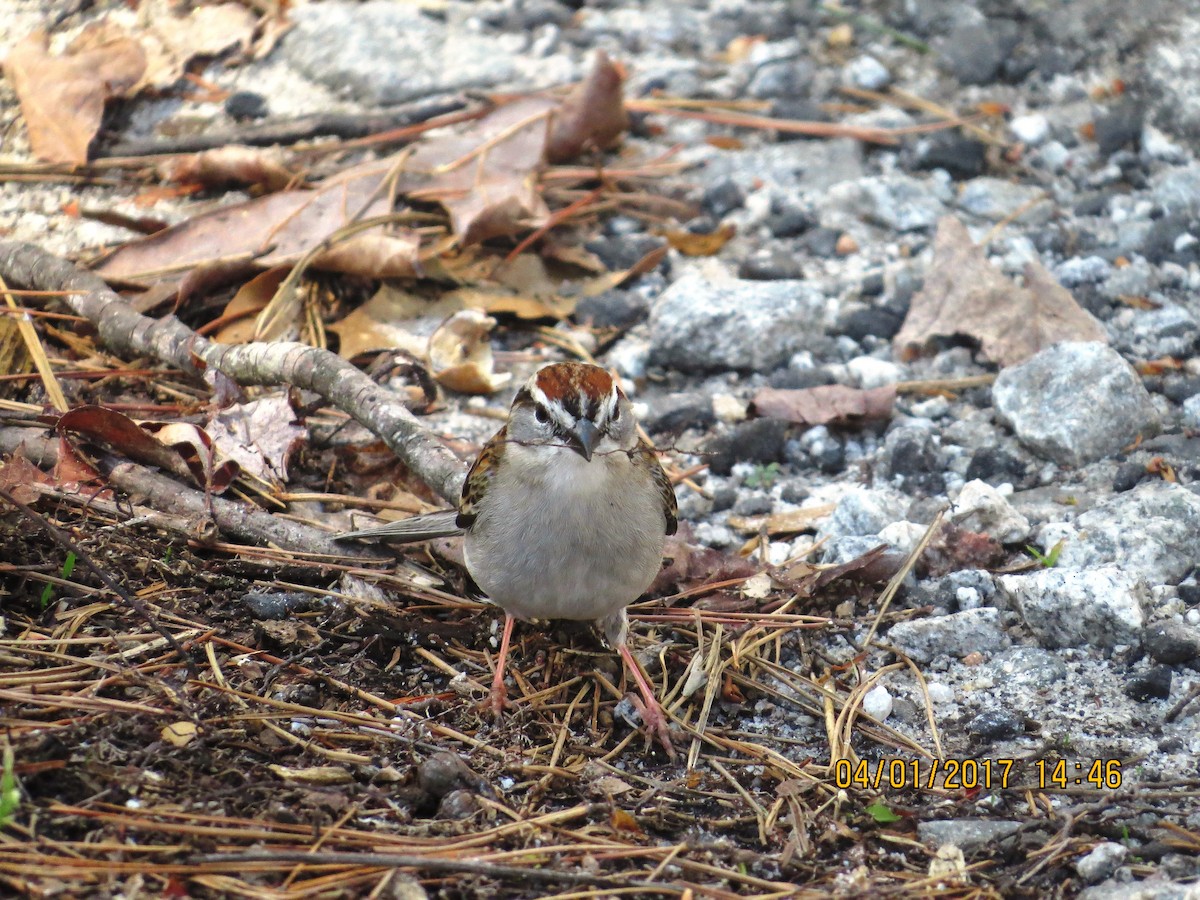 Chipping Sparrow - Michael Robertson