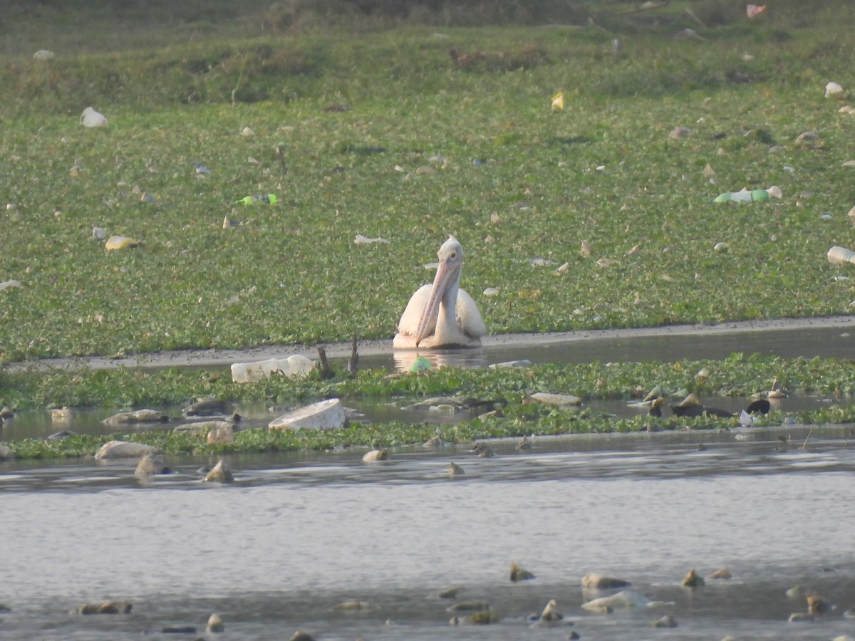 Spot-billed Pelican - Kalyani Kapdi