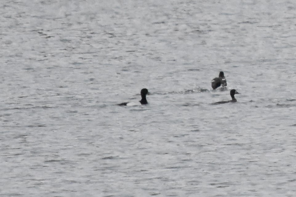 Greater Scaup - Justin  Nation