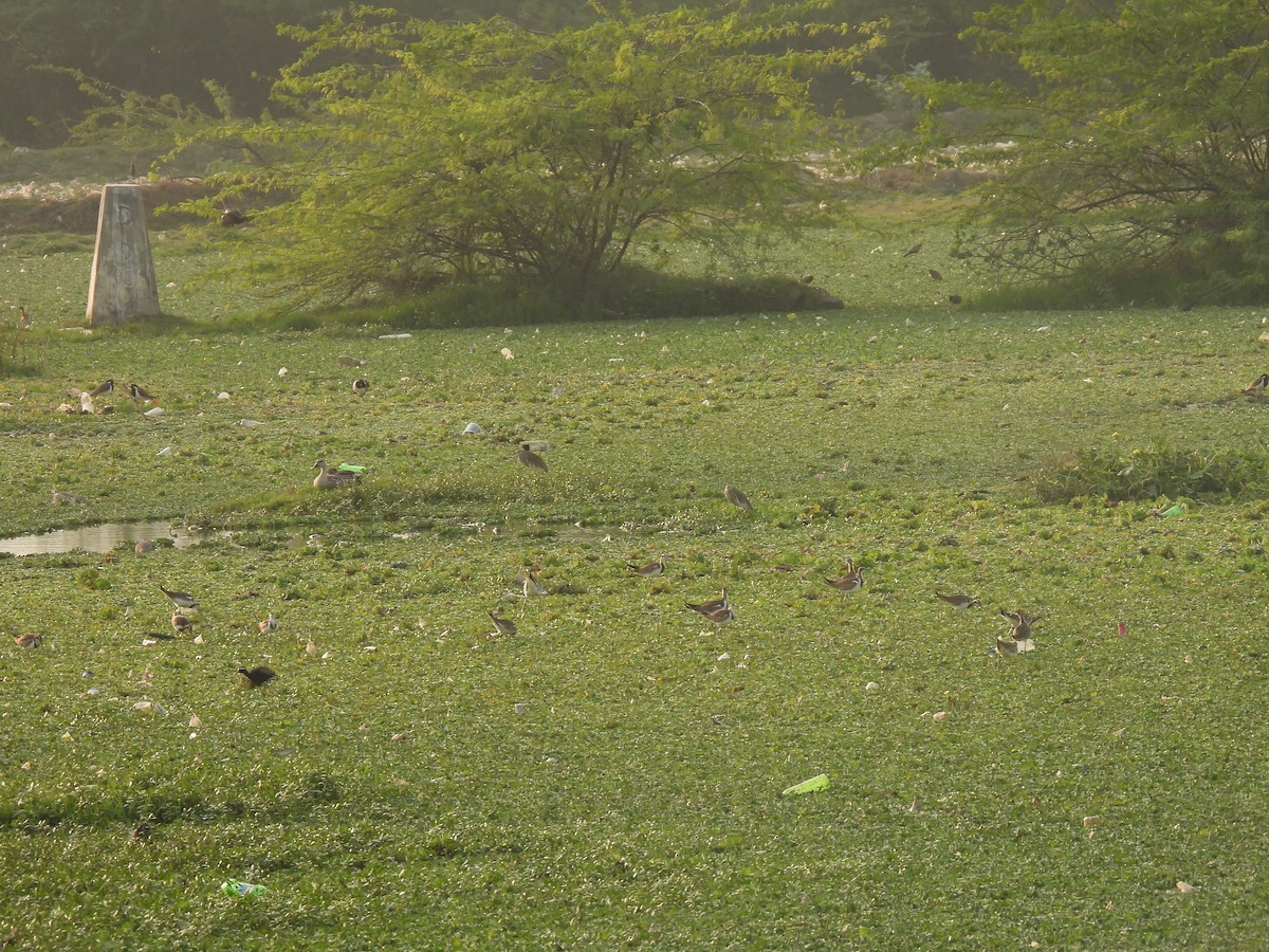 Pheasant-tailed Jacana - ML530938701