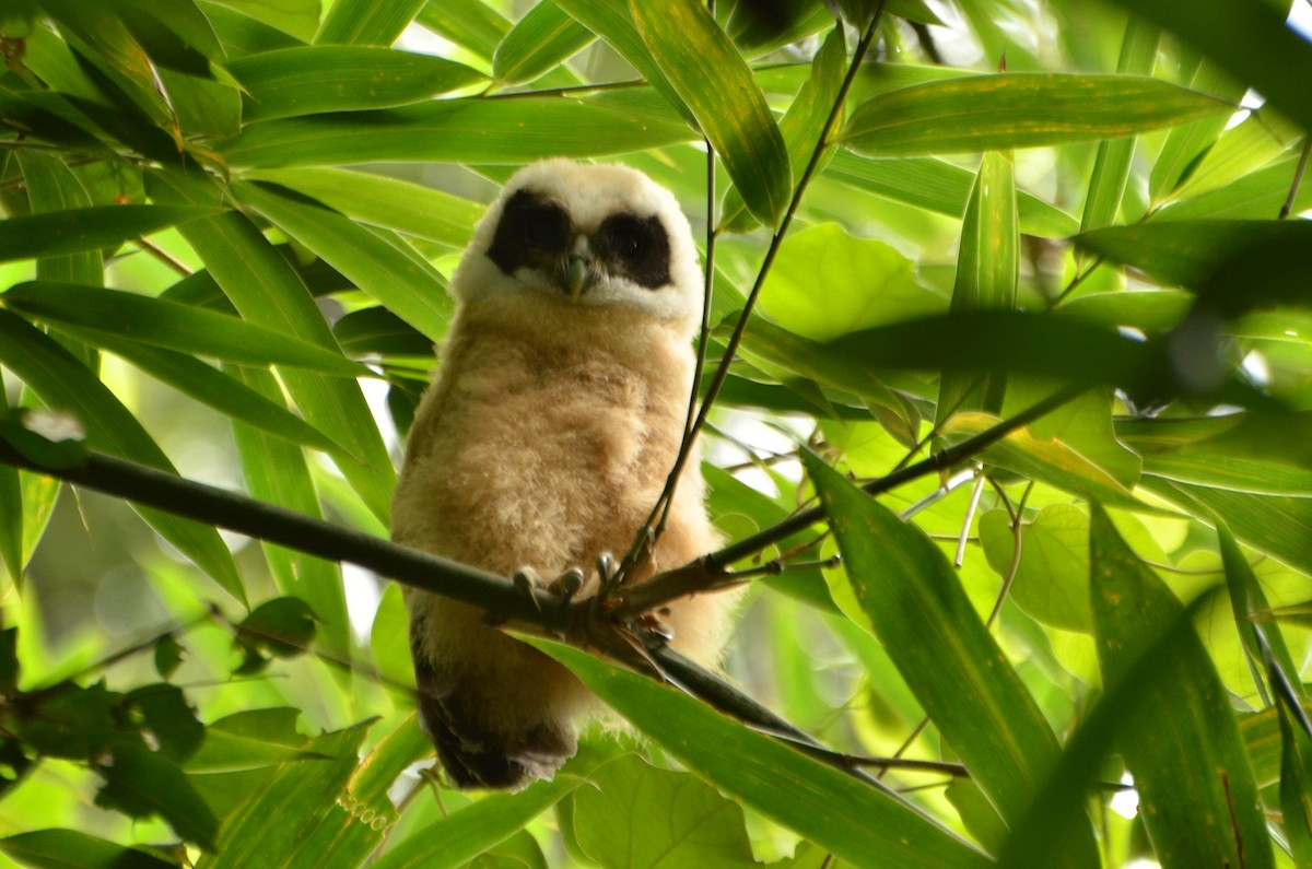 Tawny-browed Owl - ML530939561