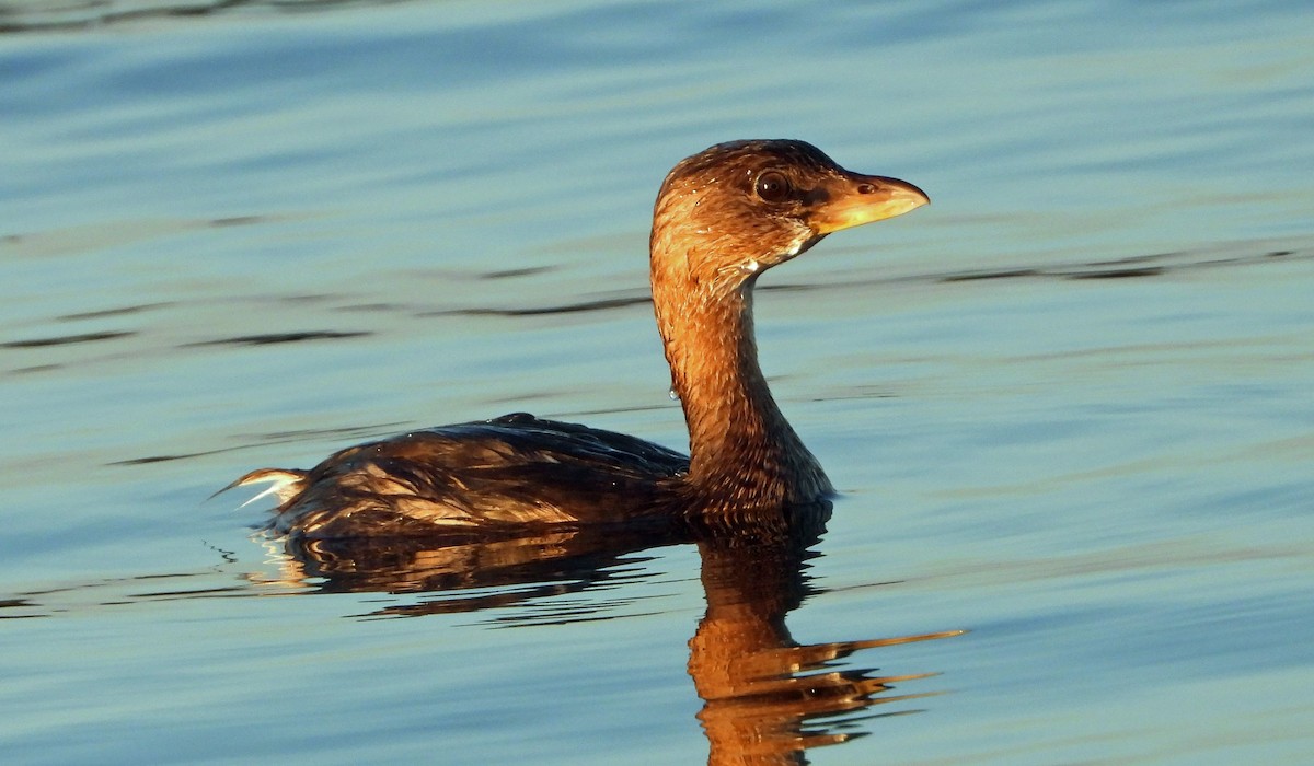 Pied-billed Grebe - Mark Penkower