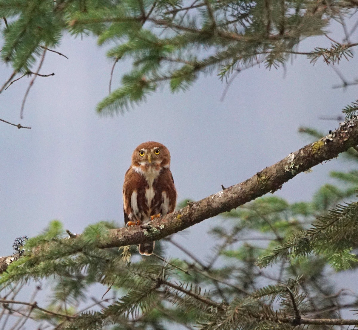 Northern Pygmy-Owl (Guatemalan) - ML530943381