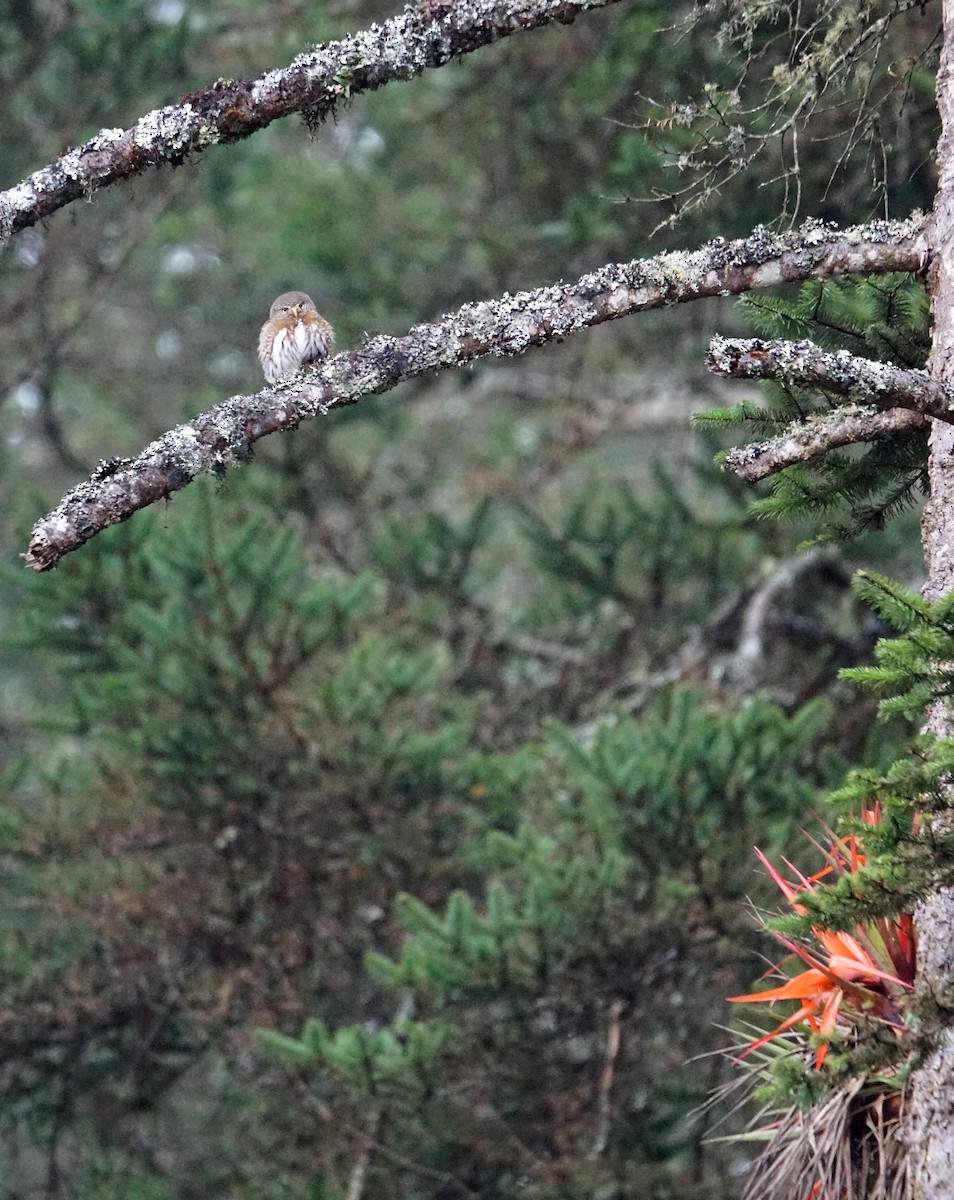 Northern Pygmy-Owl (Guatemalan) - ML530943431