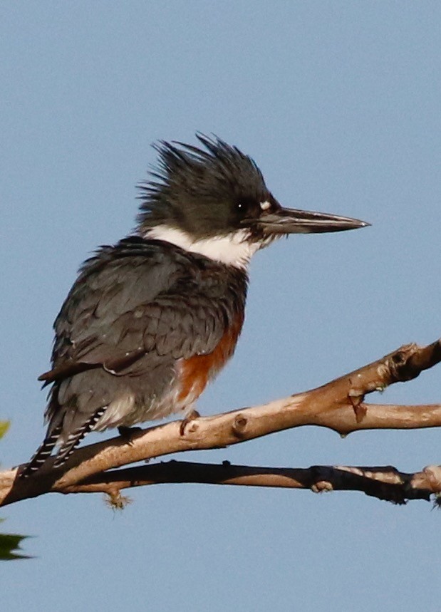 Belted Kingfisher - Holly Cox