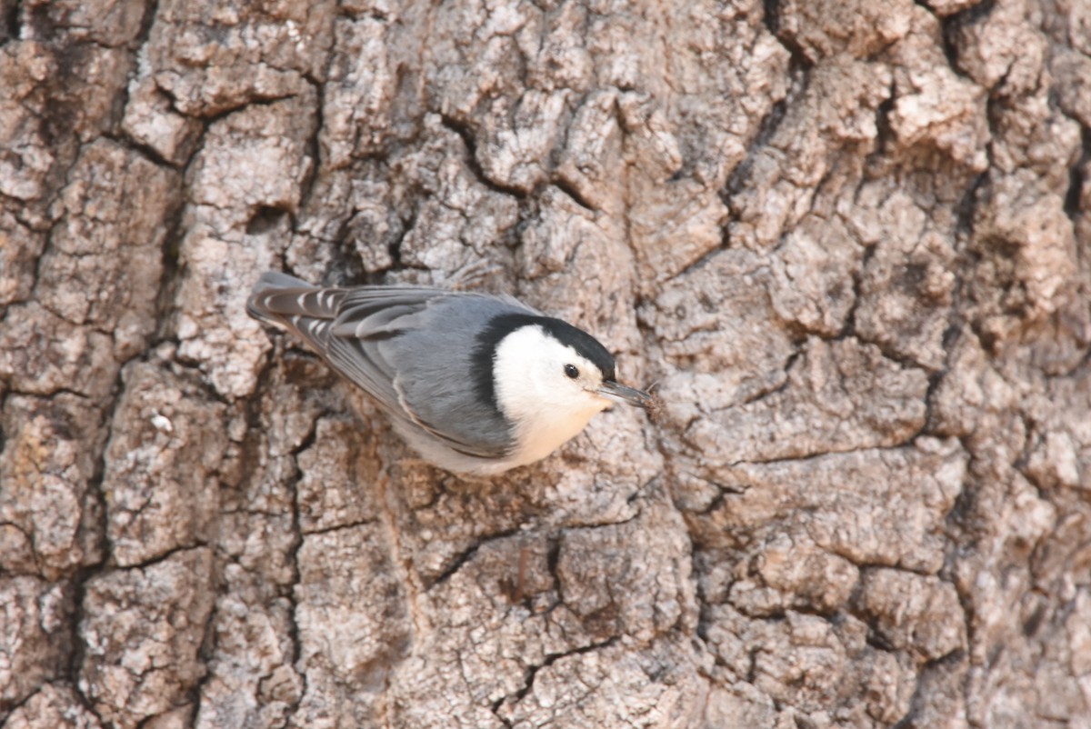 White-breasted Nuthatch (Interior West) - ML53095211