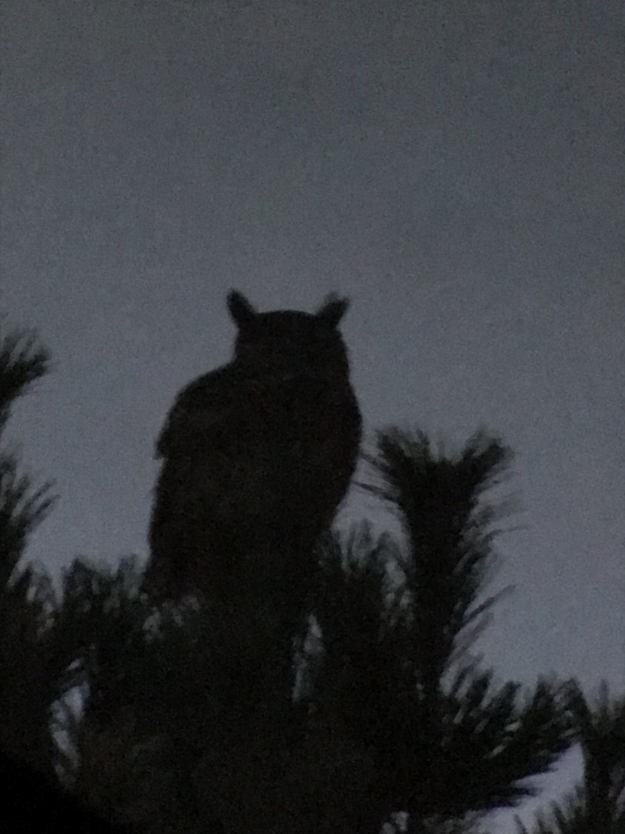 Great Horned Owl - ML530953441