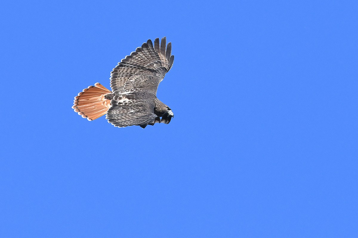 Red-tailed Hawk - ML530965021