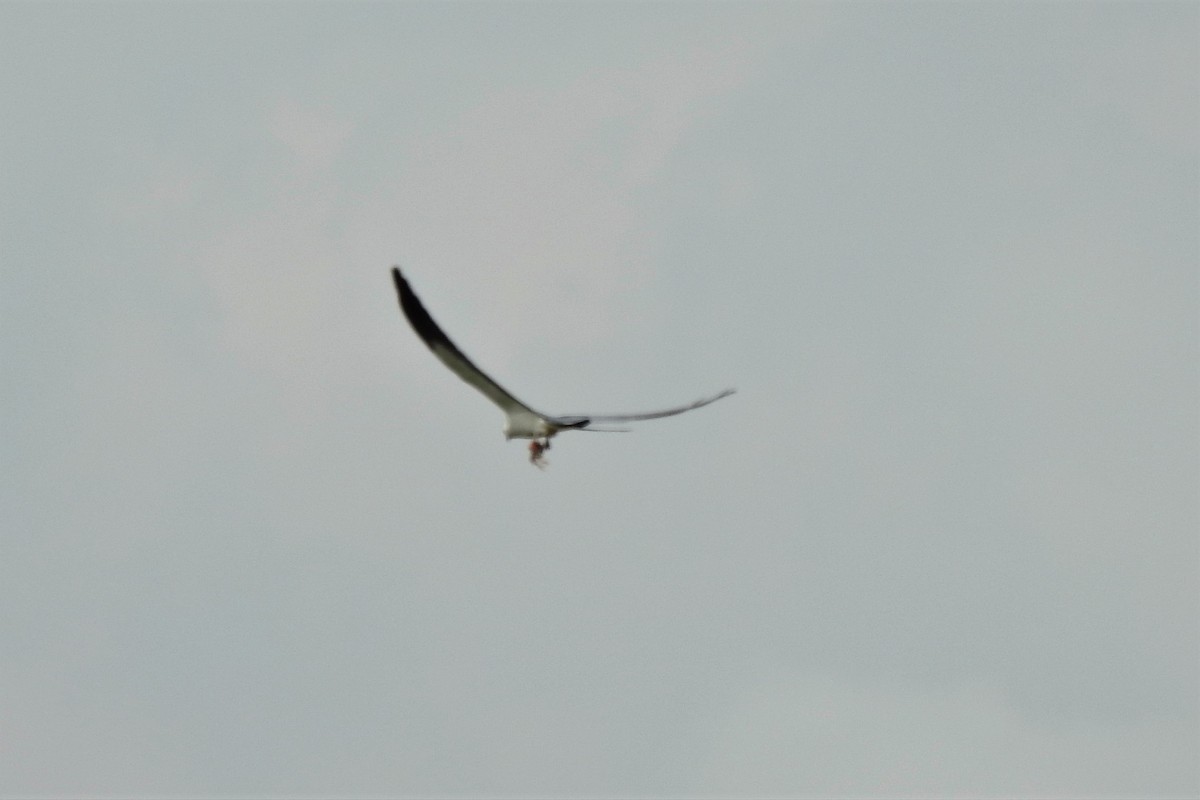 Swallow-tailed Kite - ML530968021