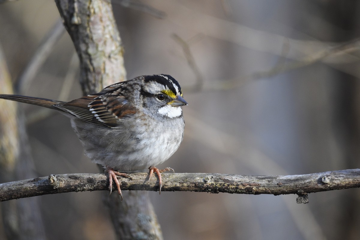 White-throated Sparrow - ML530968671