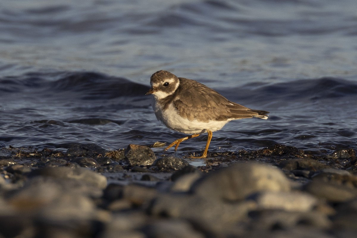 Common Ringed Plover - ML530970161