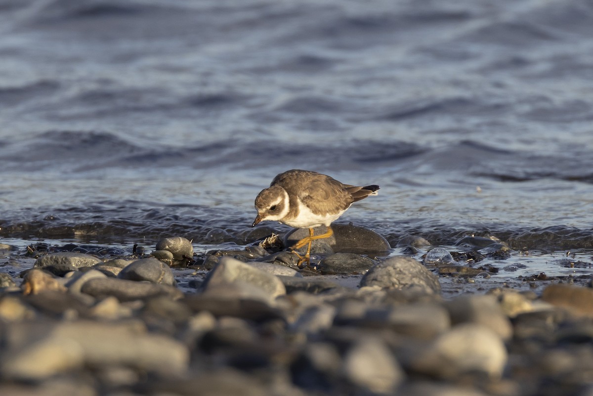 Common Ringed Plover - ML530970171