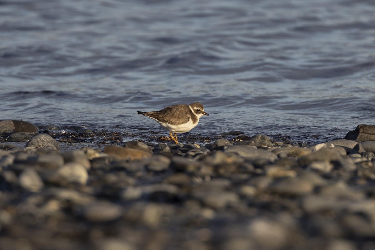 Common Ringed Plover - ML530970181