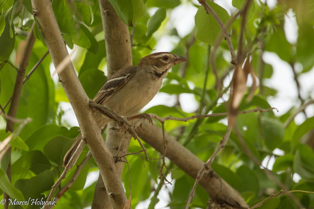 Chestnut-crowned Sparrow-Weaver - ML530973261