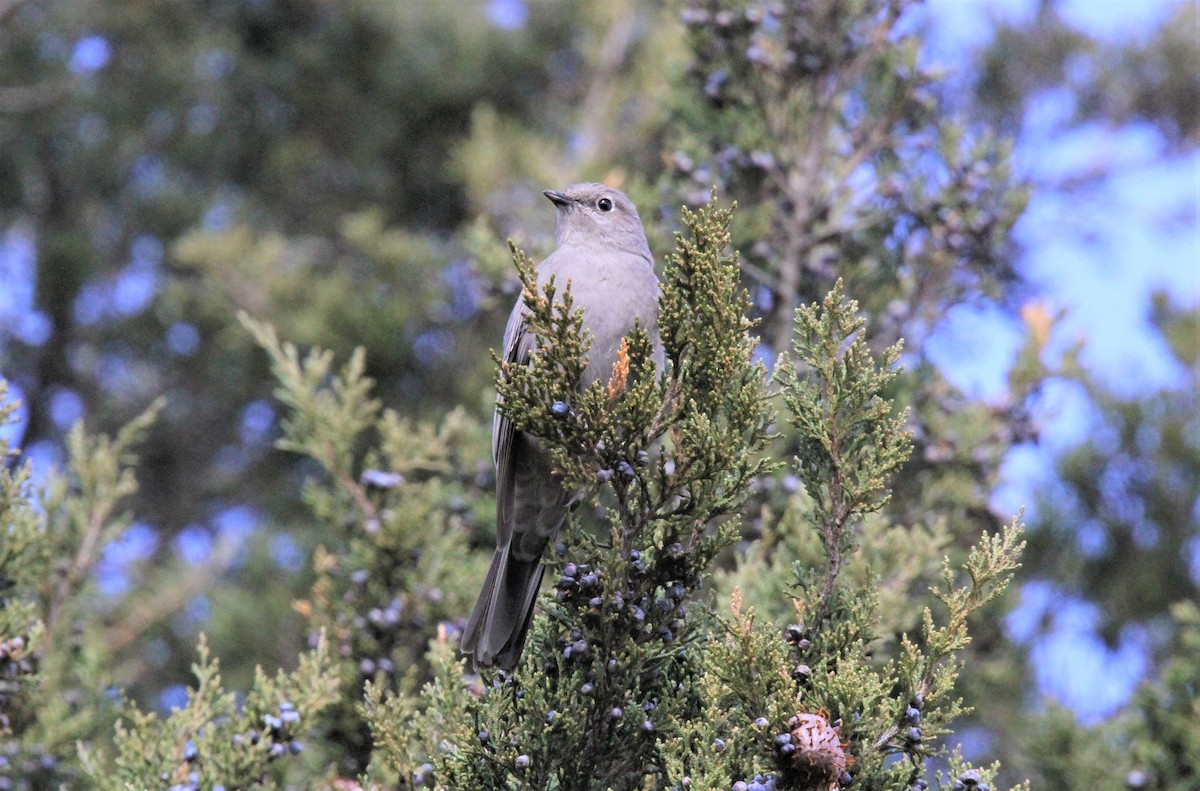 Townsend's Solitaire - ML53097471