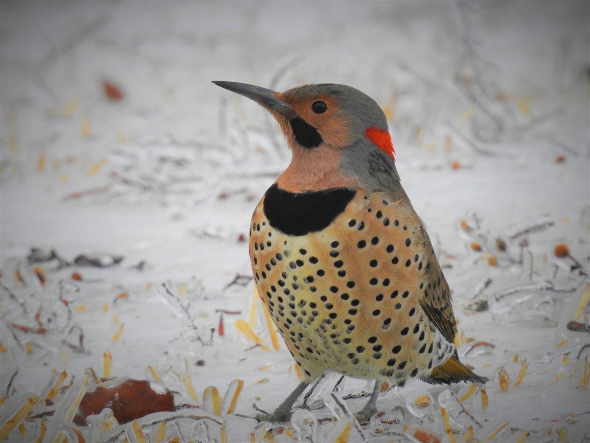Northern Flicker (Yellow-shafted) - ML530975111