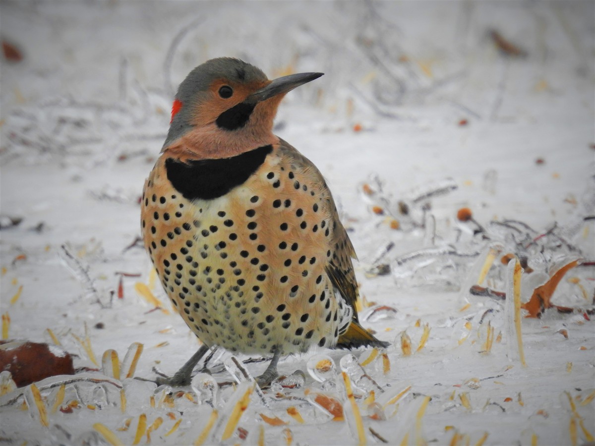 Northern Flicker (Yellow-shafted) - ML530975141
