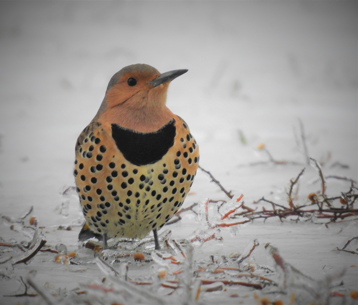 Northern Flicker (Yellow-shafted) - ML530976341