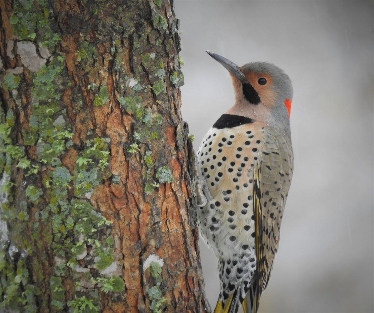 Northern Flicker (Yellow-shafted) - ML530976371