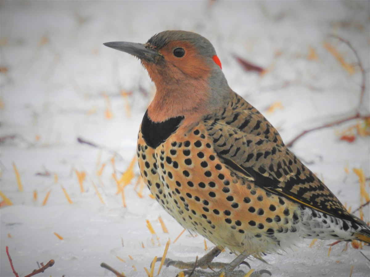 Northern Flicker (Yellow-shafted) - ML530976541