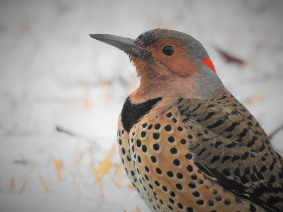 Northern Flicker (Yellow-shafted) - ML530976631