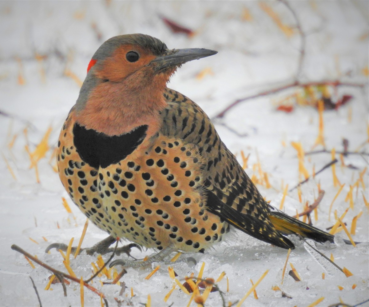 Northern Flicker (Yellow-shafted) - ML530976701
