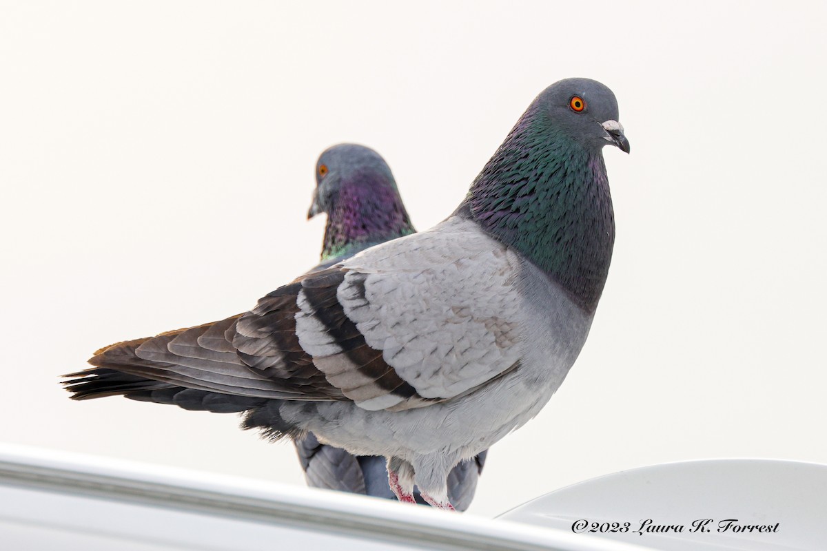 Rock Pigeon (Feral Pigeon) - ML530977691