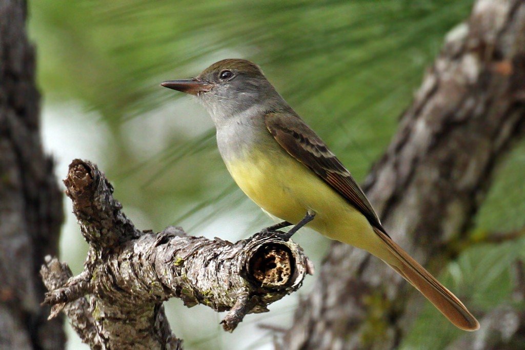 Great Crested Flycatcher - Dick Dionne