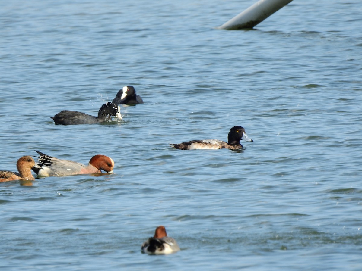 Greater Scaup - ML530979421