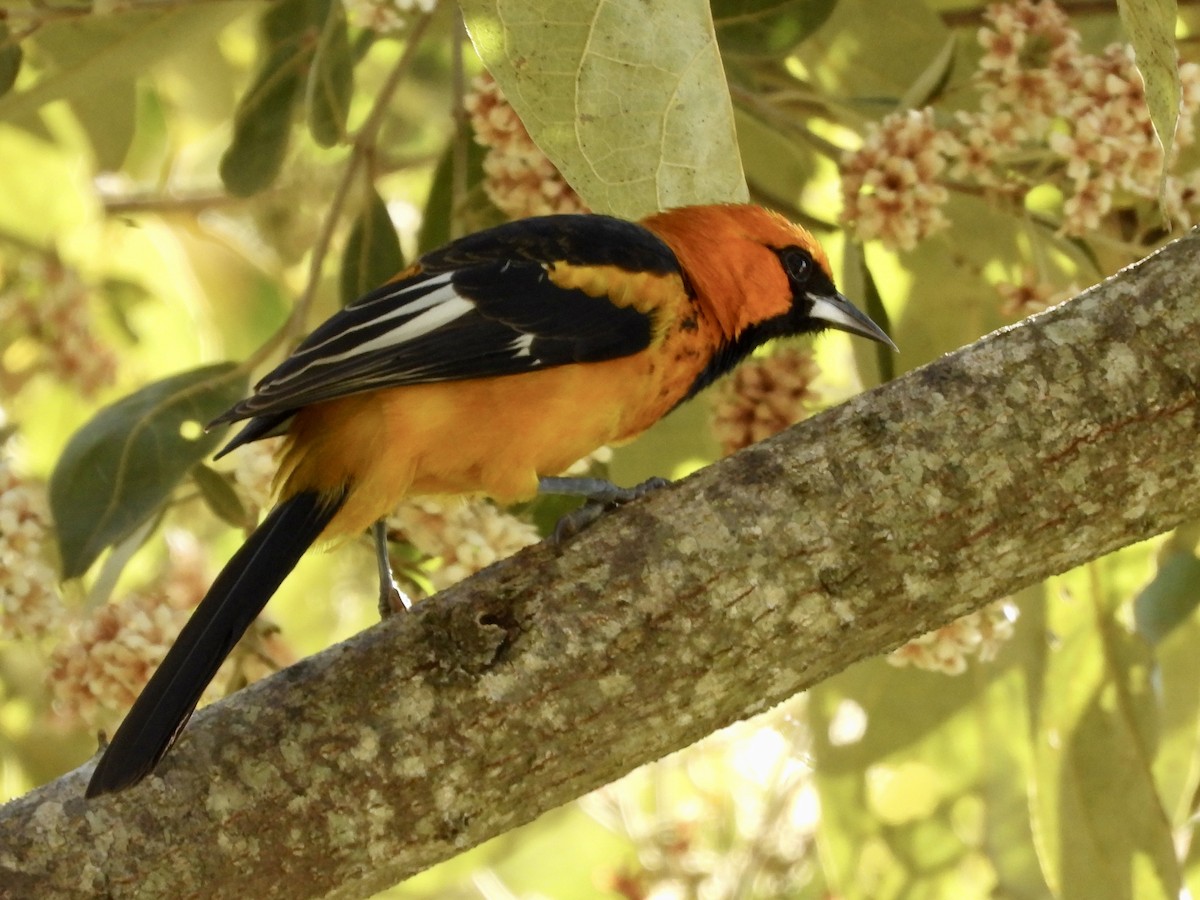 Spot-breasted Oriole - ML530981701