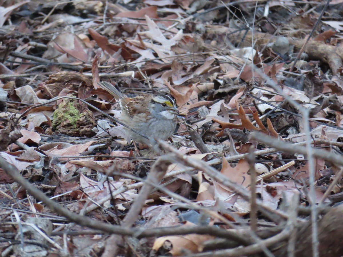 White-throated Sparrow - ML530981821