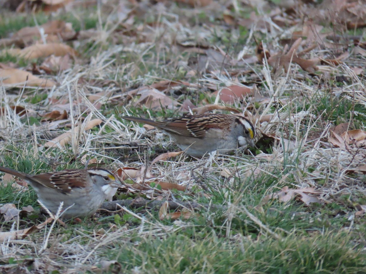 White-throated Sparrow - ML530981831