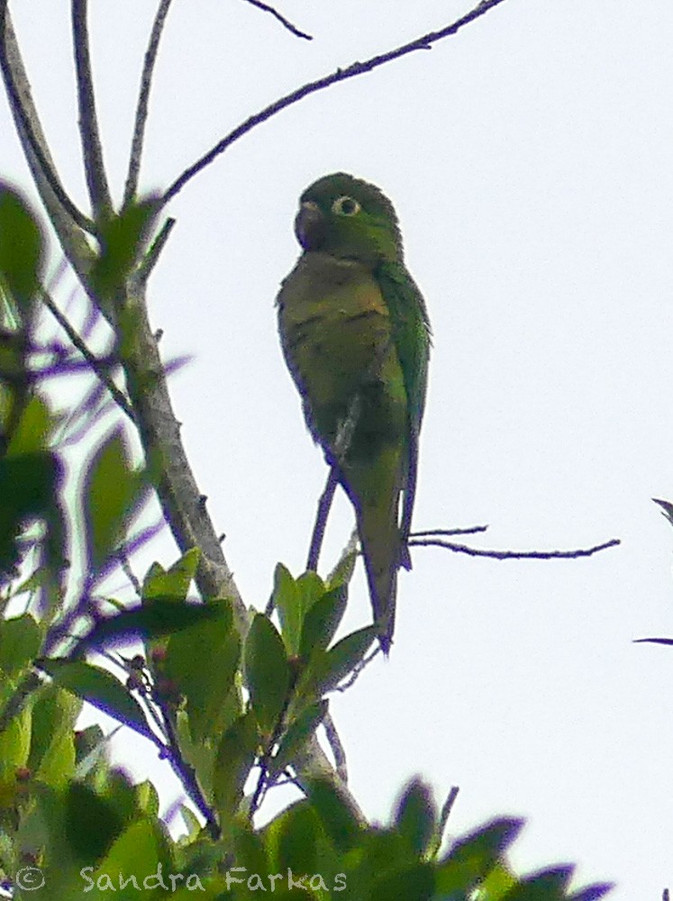 Olive-throated Parakeet - ML530981841