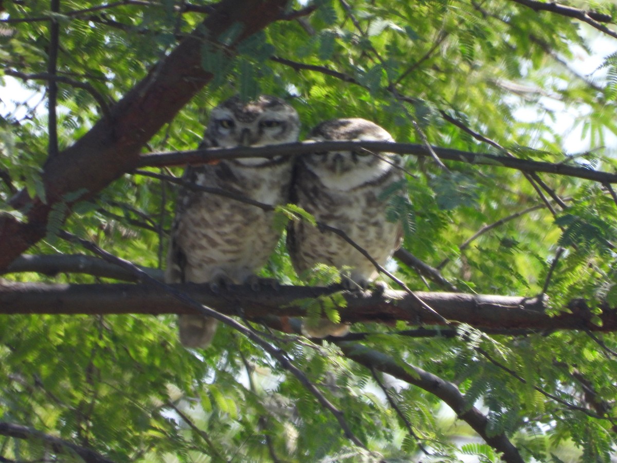 Spotted Owlet - ML530981901